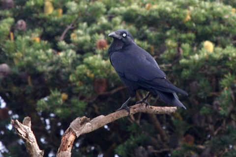 Forest Raven (Corvus tasmanicus)